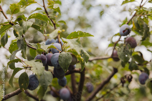 Plum Tree with Ripe Purple Plums and Green Leaves
