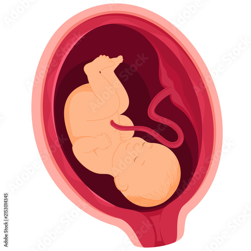 Medical Illustration of a Nine Month Old Human Fetus in Womb