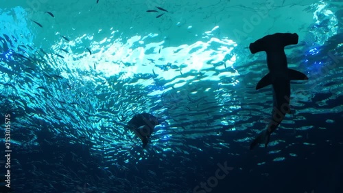 Underwater scene featuring the silhouettes of a shark and stingray swimming beneath the water surface. Marine wildlife, ocean ecosystem, aquatic biodiversity.