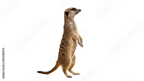 Foto Small wild alert meerkat suricate standing on hind legs isolated on transparent