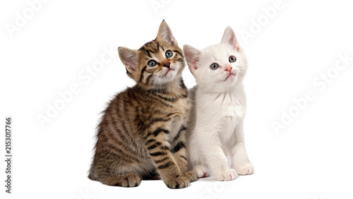 Canvas Print Two cute small fluffy tabby kittens sitting together family isolated on transpar
