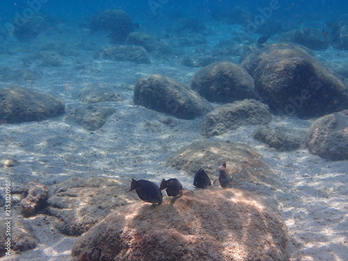 фотографія Group of Striated Surgeonfish Ctenochaetus striatus on a Rocky Reef