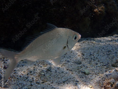 Konstfotografi Topsail Drummer Kyphosus cinerascens Swimming Over a Rocky Seabed