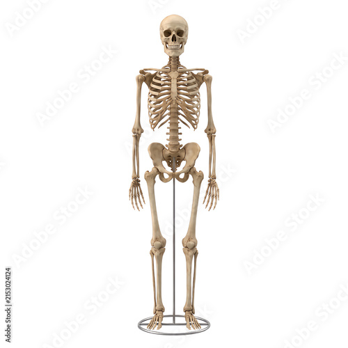 Full human skeleton model standing upright for medical and educational study