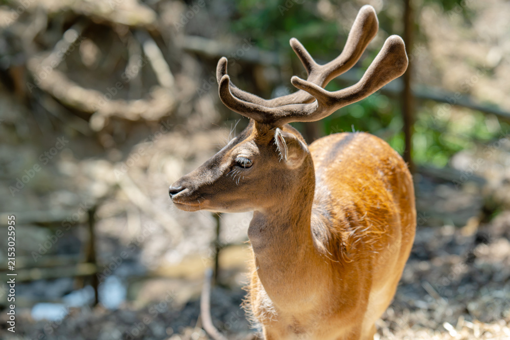 Obraz premium Head of horned axis deer (scientific name: Axis axis) also known as spotted deer and chital.