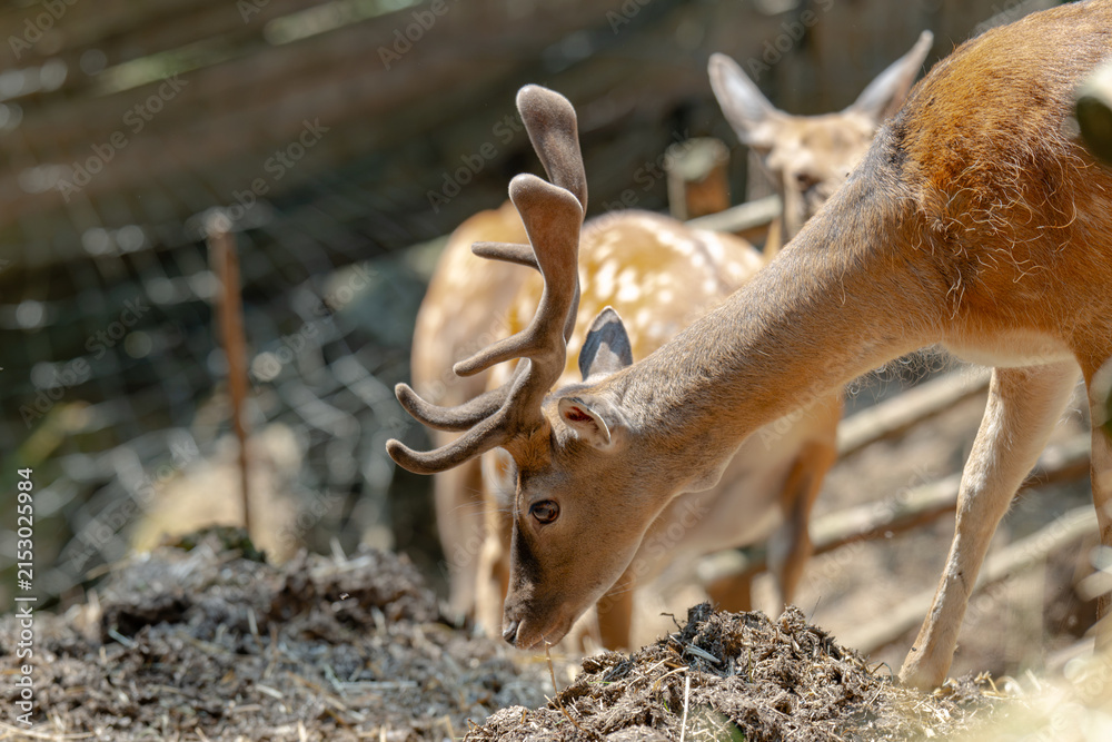 Obraz premium Head of horned axis deer (scientific name: Axis axis) also known as spotted deer and chital.