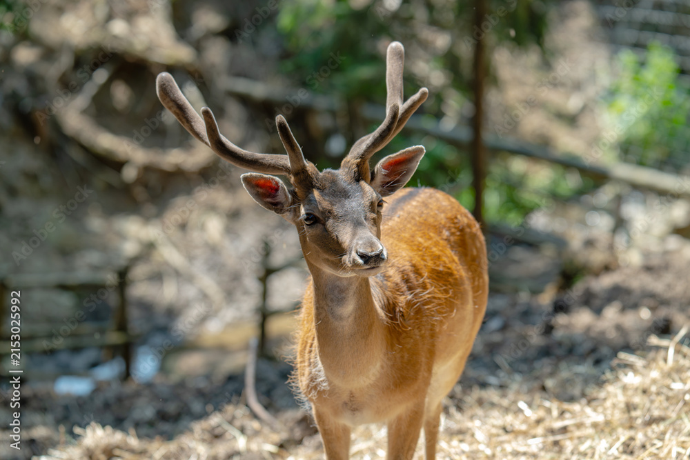 Obraz premium Head of horned axis deer (scientific name: Axis axis) also known as spotted deer and chital.