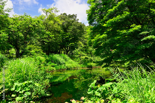 瀞川平湿原の池