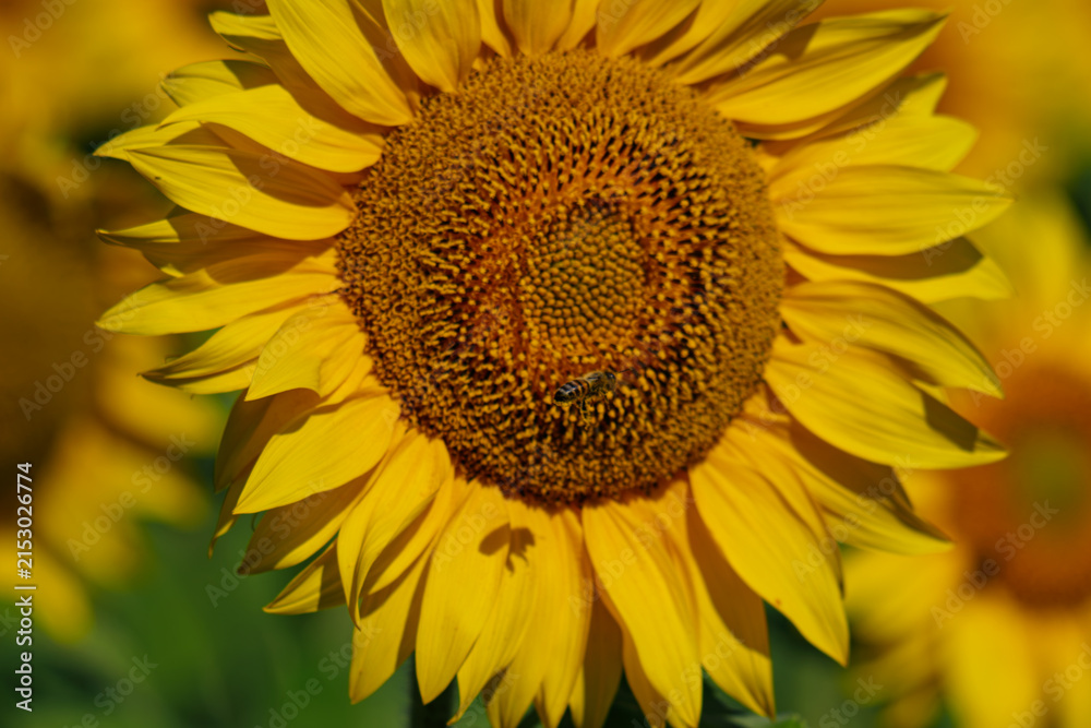 Fototapeta premium Beautiful sunflower