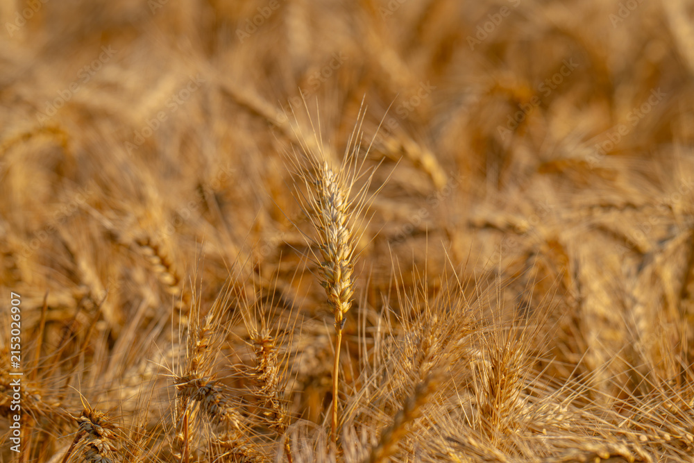 Obraz premium field with spikelets of ripe wheat