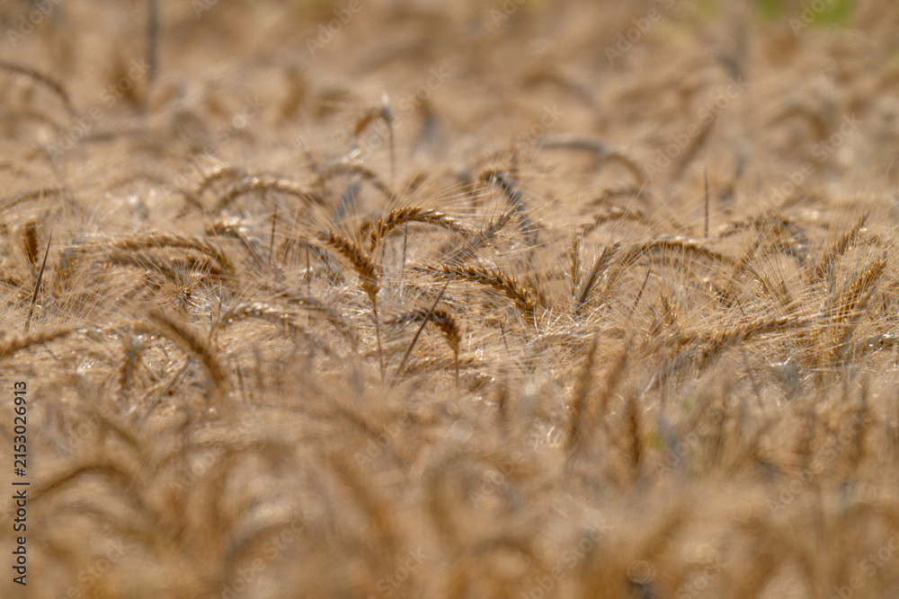 Obraz premium field with spikelets of ripe wheat