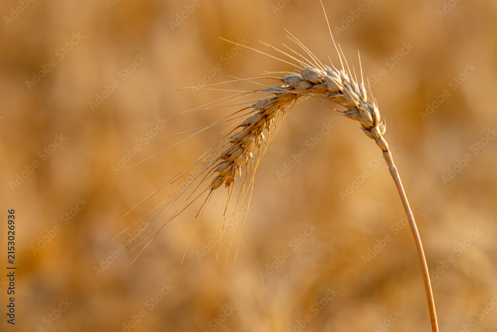 Obraz premium field with spikelets of ripe wheat