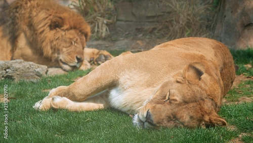 lion enjoying afternoon in its natural habitat in the zoo