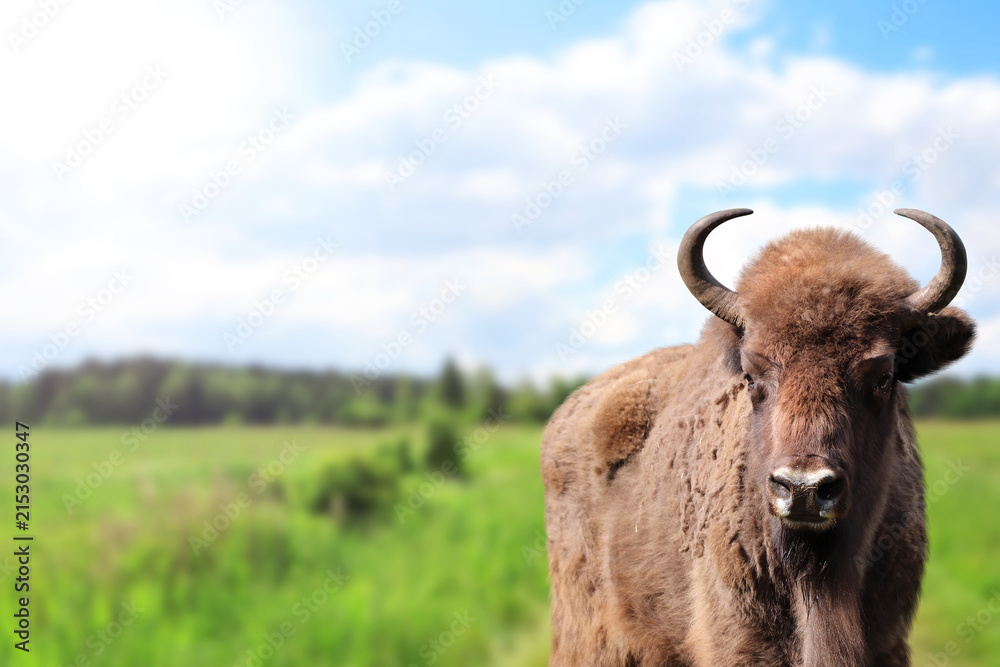 Obraz premium Picturesque landscape - european bison in a meadow. A young male zubr with rays of sunlight, Belovezhskaya Pushcha Nature Reserve. Wild auroch in woodland in national park Bialowieza Forest, Europe