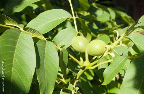 Young green walnuts growing on tree branches