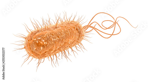 Rod shaped bacteria cell with pili and flagella rendered in three dimensional detail as PNG isolated on transparent background