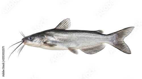 Fotografie Channel catfish with silver scales and long barbels swimming sideways shown as P