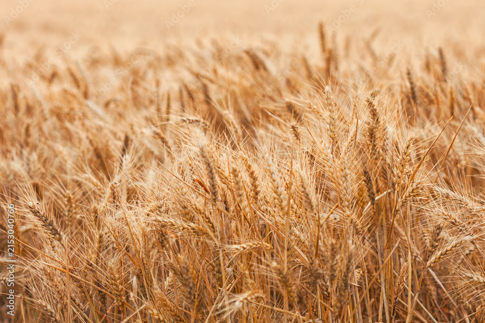 Fototapeta premium Golden wheat field