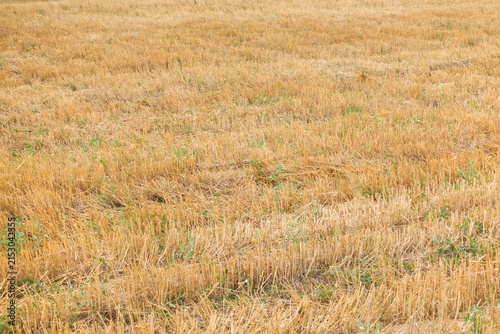 Harvested wheat field covered with dry straw. Recently harvested wheat field
