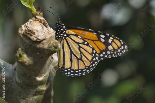 Foto Monarch butterfly sitting with open wings on a branch.