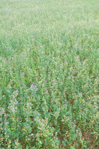 Green agricultural crop field with dense young vegetation.