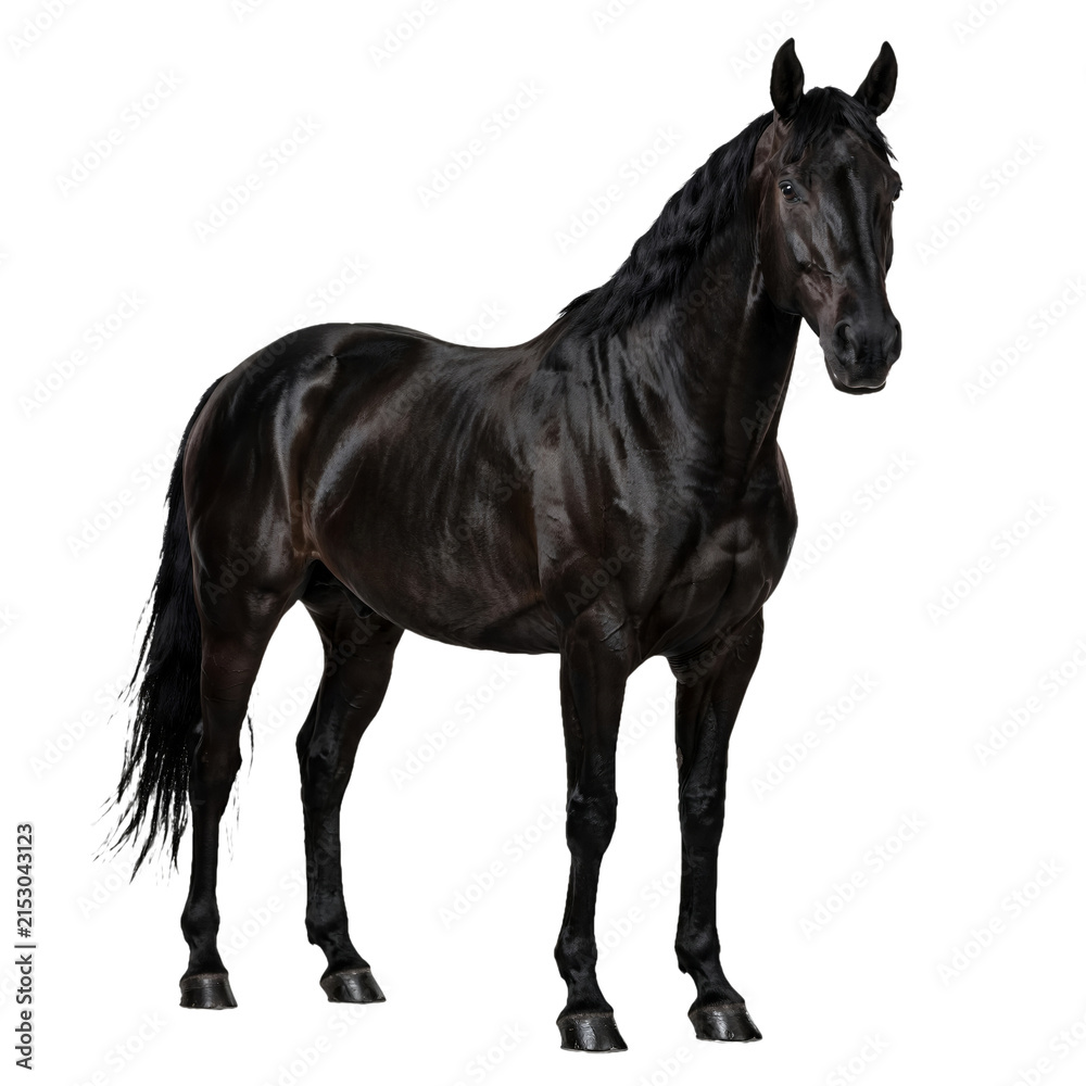 Fototapeta premium Powerful black horse facing forward slightly with alert ears and glossy dark coat isolated
