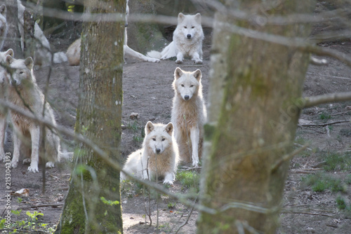 A pack of white wolves alertly observing the surroundings in the forest.