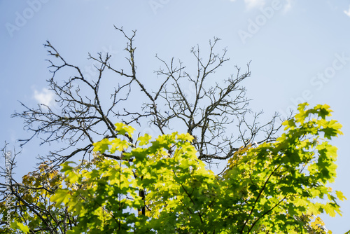 Obraz na plátne Dead ash tree crown suffering from ash dieback fungal infection contrasting agai