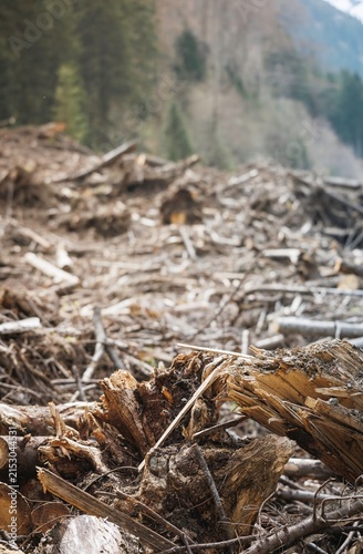 Принти на полотні In a once lush forest, remnants of timber strewn across the earth tell stories of change