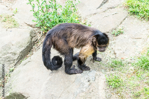 Canvas Print Close-up of a brown capuchin monkey (Sapajus apella), a New World primate native to South America