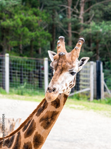 Bild auf Leinwand Close-up portrait of a giraffe with its long neck and distinctive spotted coat
