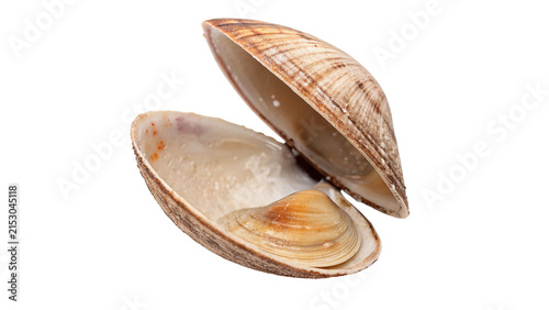 Canvas Print Slightly open sea clam shell showing natural inner texture isolated on transpare