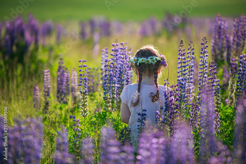 Rear view of little girl with floral daisy wreath in braided hair standing in purple lupine field during sunny summer evening in Latvia