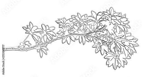 Detailed sketch of a thin branching plant with multiple leaves