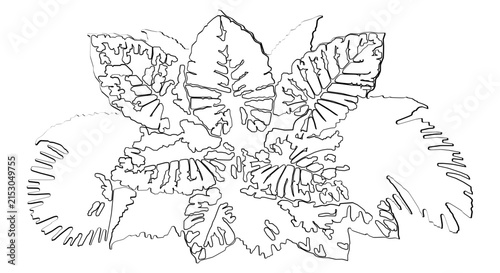 Intricate outline drawing of a flowering plant with detailed leaves