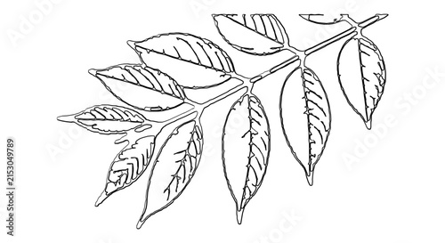 Outline drawing of a branch with multiple leaves isolated on a transparent background