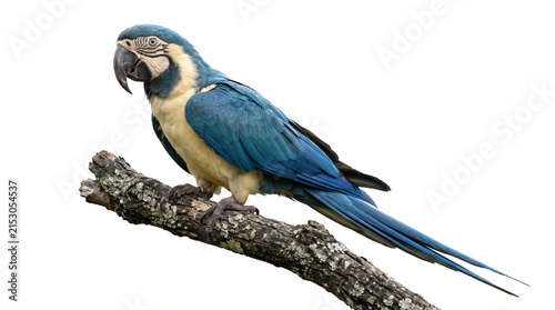 Photography Tropical blue macaw bird perched gracefully on a lichen covered branch isolated