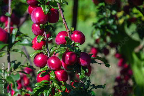 Foto Ripe red plums hanging from a tree branch in the summer sun