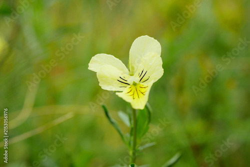 Canvastavla Mountain pansy sudetic Viola lutea subsp