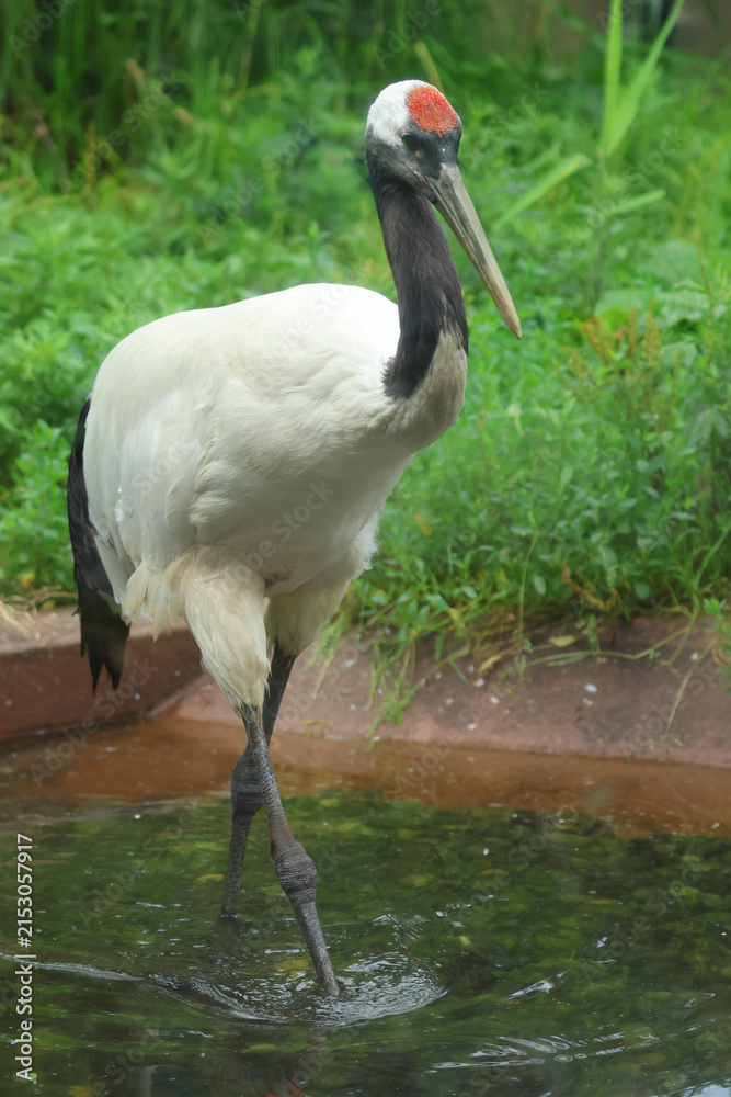 Obraz premium タンチョウ・旭山動物園(北海道・旭川市)