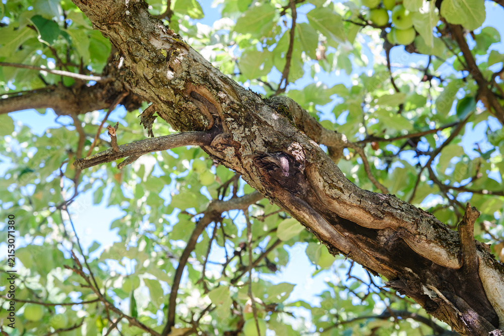 Fototapeta premium Apple tree branch with green leaves and unripe fruit against a blue sky
