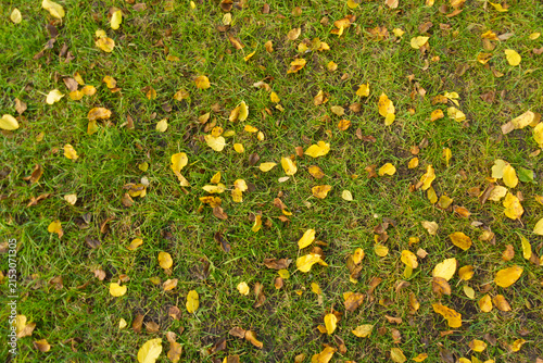 Fotografie Yellow and brown fallen leaves of mulberry on green grass in November