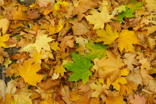 Fotografie Cover of colorful fallen leaves of maple on the ground in October