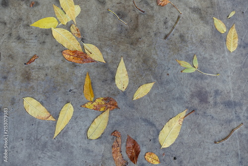 Quadro su tela Brown and yellow fallen leaves of ash tree on concrete pavement in September