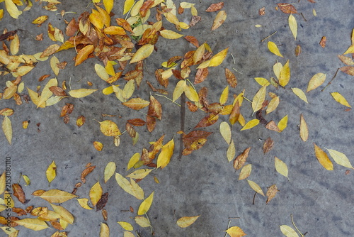 Cuadro en lienzo Brown and yellow fallen leaves of ash tree on concrete pavement in September