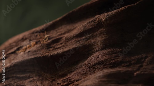Macro camera movement across dark driftwood surface