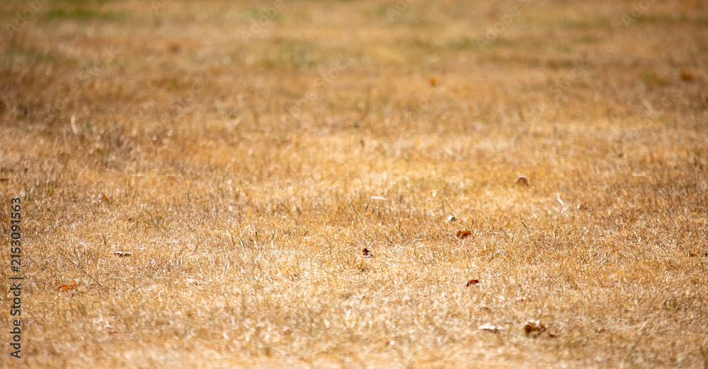 Obraz premium Dry yellow dead grass lawn surface texture affected by summer drought