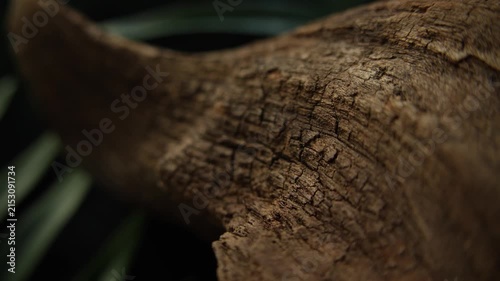 Macro glide along driftwood surface with copy space