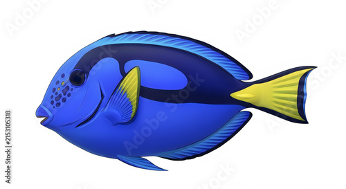 Cuadro en lienzo Vibrant blue tang fish with yellow fins and black markings isolated on transpare