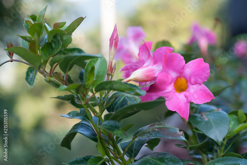 fiori sbocciati da giardino